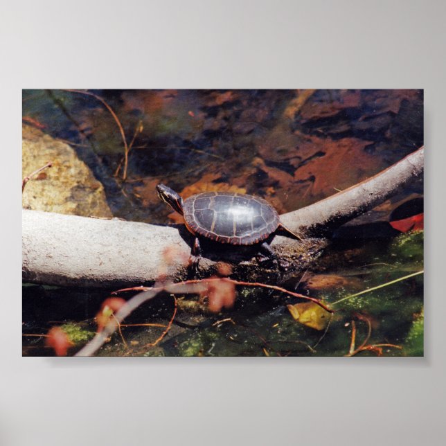 Affiches Bonne tortue (Devant)