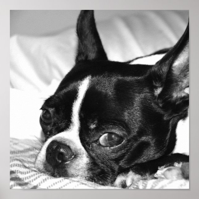 Affiches Boohoo (Devant)