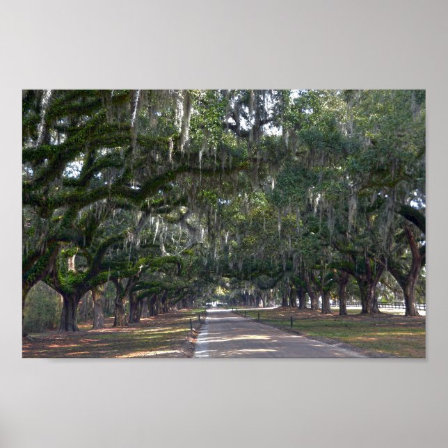 Affiches Boone Hall Plantation Avenue des chênes (Devant)