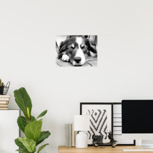 AFFICHES BORDER COLLIE