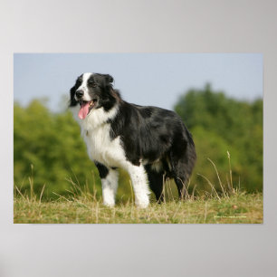Affiches Border collie haletant la position