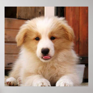 Affiches Border Collie Puppy~Golden Oz Red