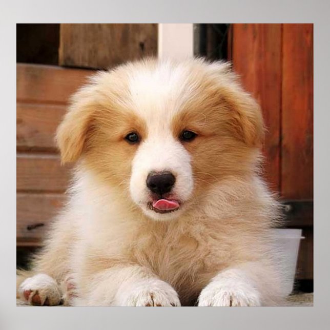 Affiches Border Collie Puppy~Golden Oz Red (Devant)