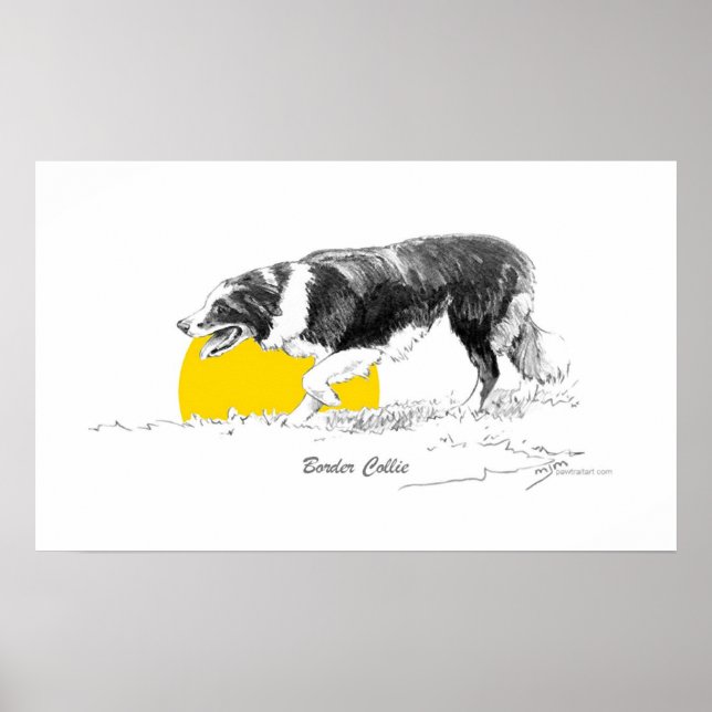 Affiches Bordure Collie (Devant)