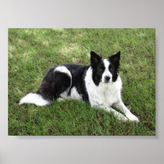 Affiches Bordure Collie