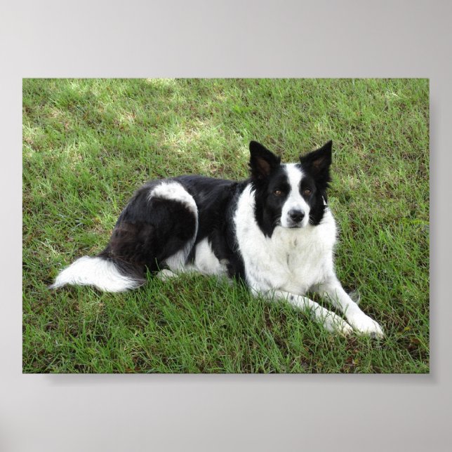 Affiches Bordure Collie (Devant)