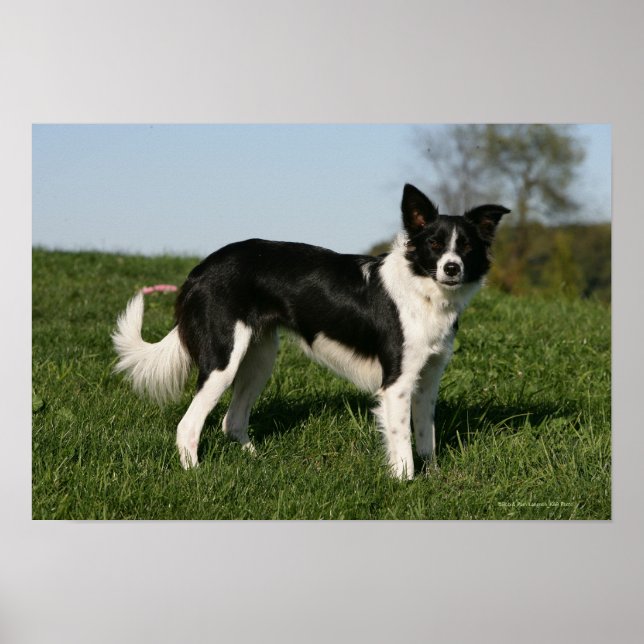 Affiches Bordure Collie Debout (Devant)