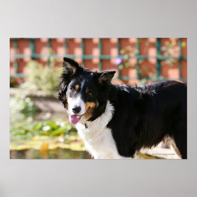 Affiches Bordure Collie Panne 1 (Devant)