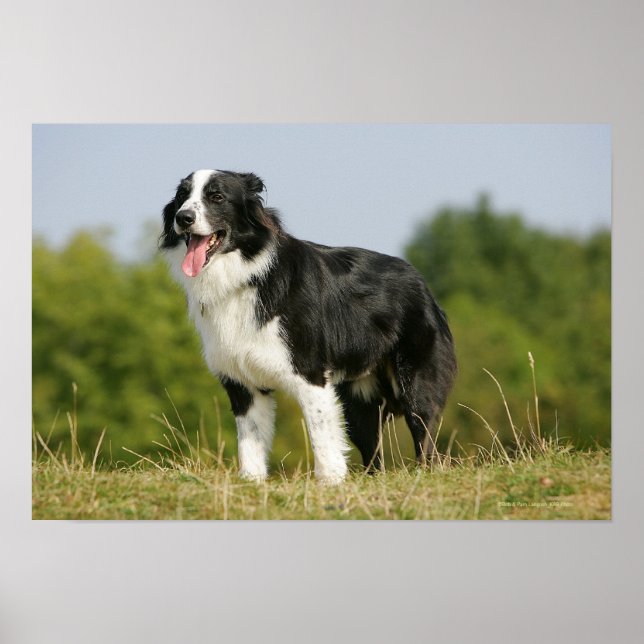 Affiches Bordure Collie Panne debout (Devant)