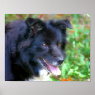 Affiches Bordure noire Collie Chien Art peinture photo