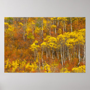 Affiches bosquet de peupliers trembles en couleur d'automne