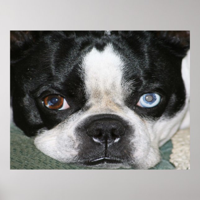 Affiches Boston Terrier (Devant)