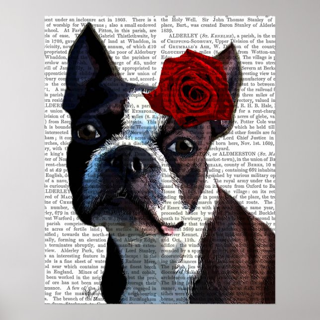 Affiches Boston Terrier avec Rose sur Head (Devant)