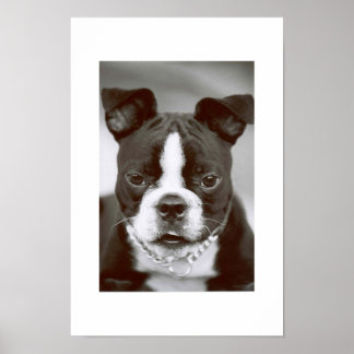Affiches Boston Terrier/ "Buster-Capone"