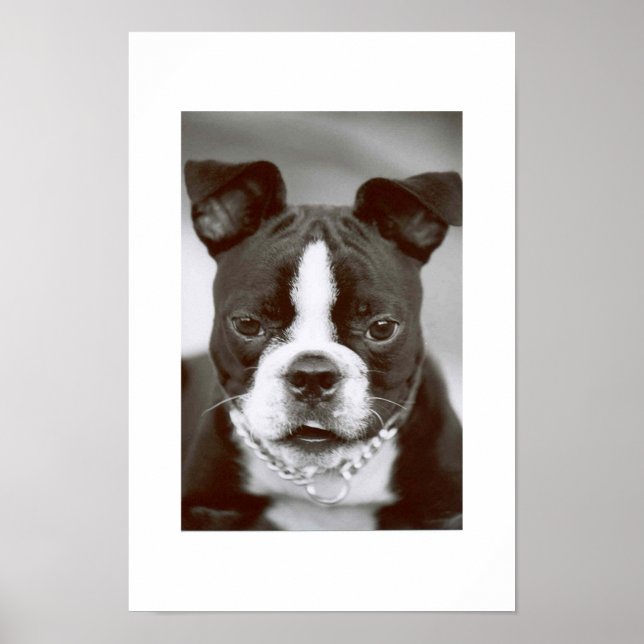 Affiches Boston Terrier/ "Buster-Capone" (Devant)