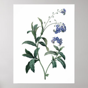 Affiches Botanical PREMIUM QUALITY print of forget-me-not