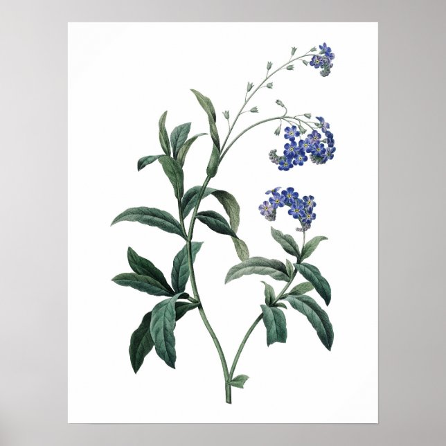 Affiches Botanical PREMIUM QUALITY print of forget-me-not (Devant)