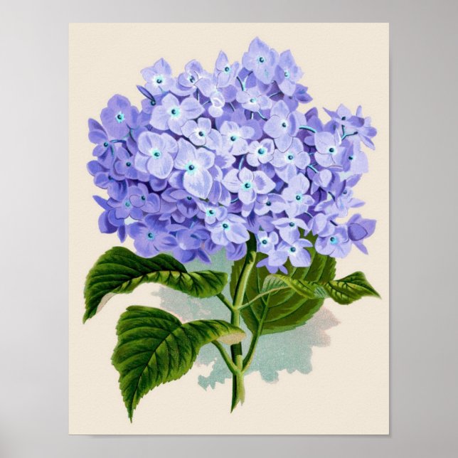 Affiches Botanical Print - Hydrangea (Devant)
