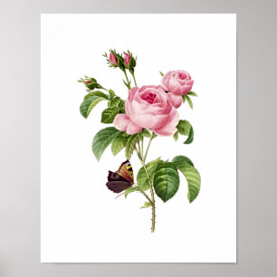 Affiches Botanical Rosa Centifolia Redoute