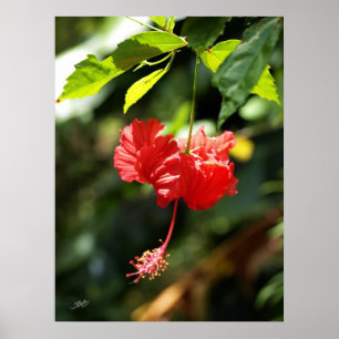 Affiches Botanicals 9b d'Hawaï