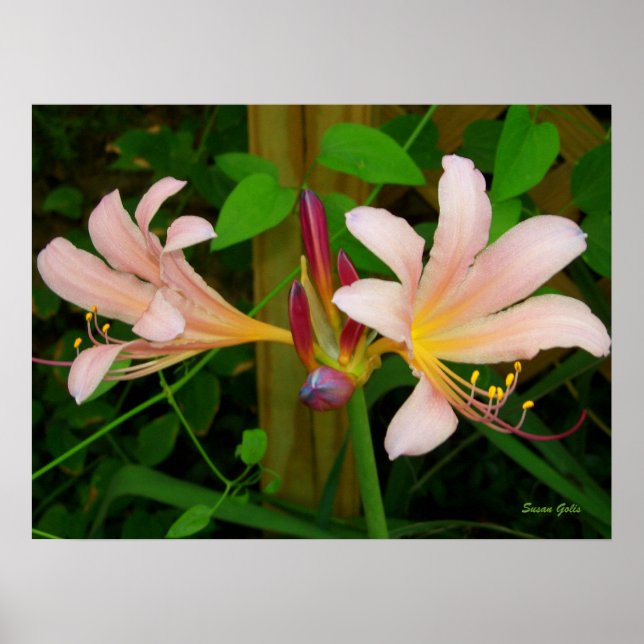 Affiches Botanique Belladonna rose Lily Floral Imprimer (Devant)