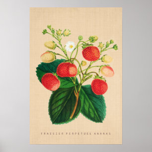 Affiches Botanique vintage - ananas perpétuel de Fraisier