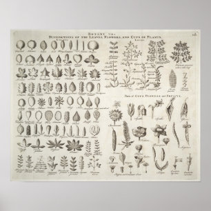 Affiches Botnie vintage Feuilles & Fleurs Référence, 1753