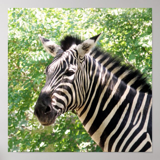 Affiches Botswana (Devant)