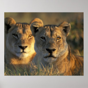 Affiches Botswana, parc national de Chobe, Lionnes