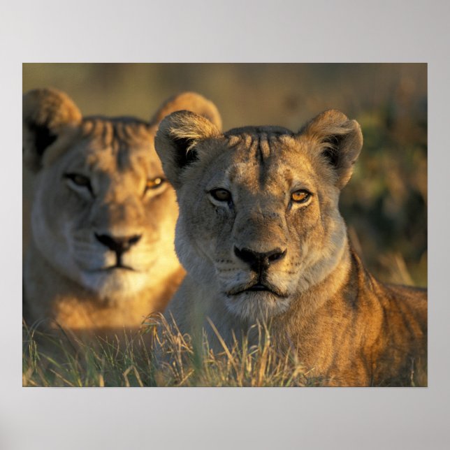 Affiches Botswana, parc national de Chobe, Lionnes (Devant)
