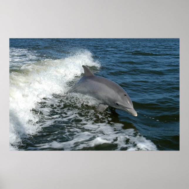 Affiches Bottlenose Dolphin (Devant)