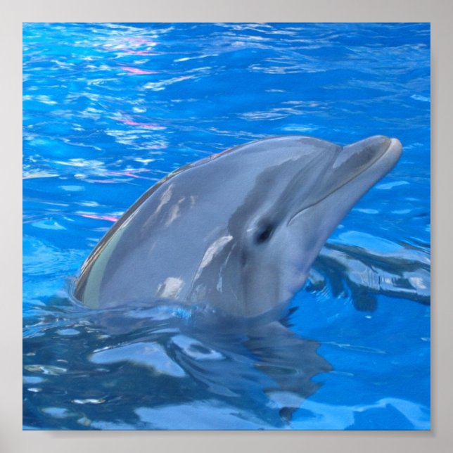 Affiches Bottlenose Dolphin Print (Devant)