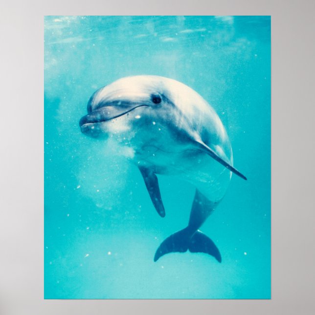 Affiches Bottlenosed Dolphin Underwater (Devant)