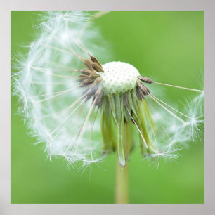 Affiches Bouche de Dandelion Fabriquée