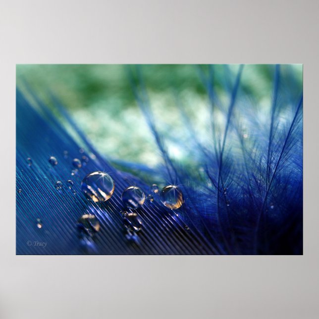 Affiches Boues d'eau sur la plume (Devant)