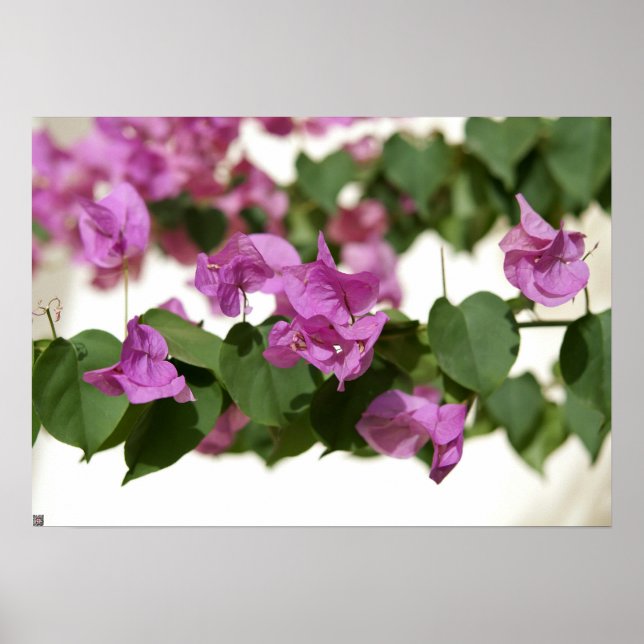 Affiches Bougainvillea (Devant)