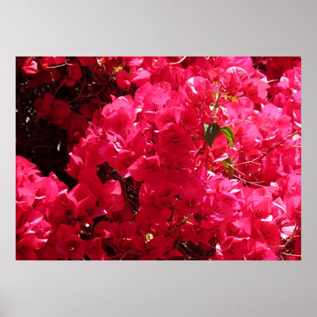 Affiches Bougainvillea (Devant)