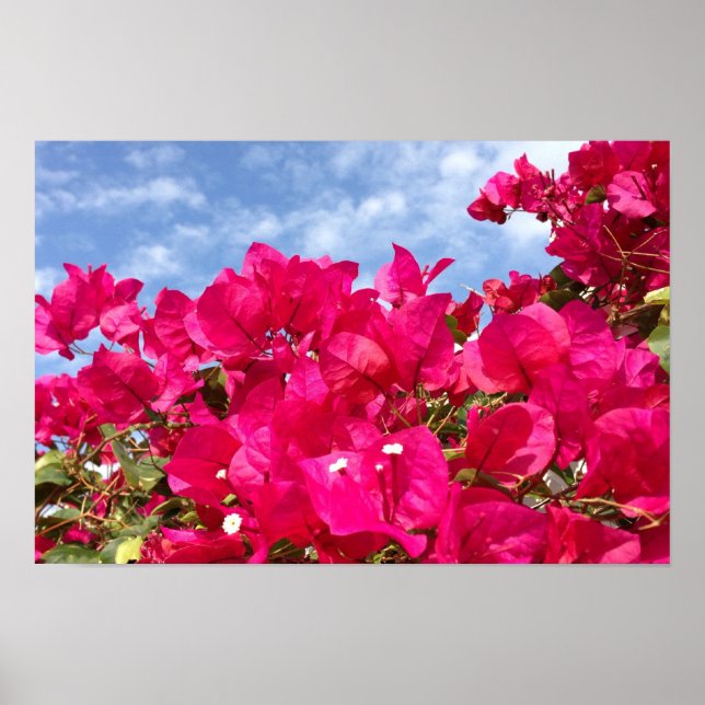 Affiches Bougainvillée et Beau Ciel Bleu (Devant)