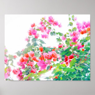 Affiches bougainvillier