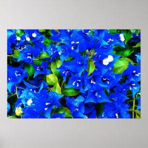 Affiches Bougainvilliers bleus vifs Fleurs