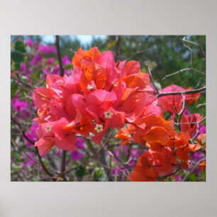 Affiches Bougainvilliers roses tropicaux