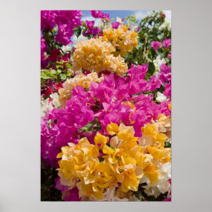 Affiches Bouganvilleau, Cayman Brac, îles Caïmanes,