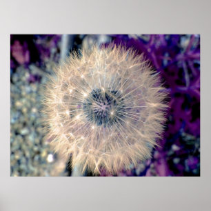 Affiches Boule de fée