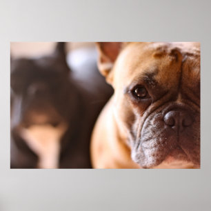 Affiches Bouledogue français