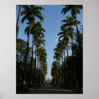 Affiches Boulevard Palm Tree