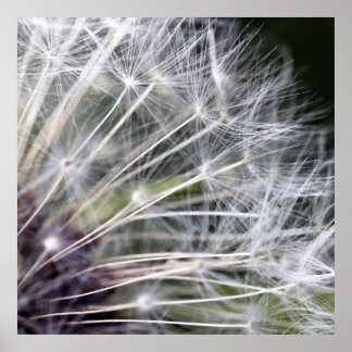 Affiches Boume de pustère