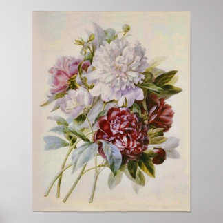 Affiches Bouquet de pivoines par Pierre Redoute