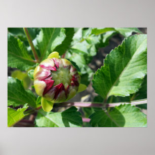Affiches bourgeon d'automne