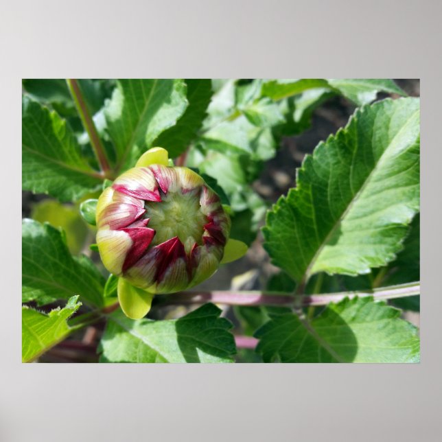 Affiches bourgeon d'automne (Devant)