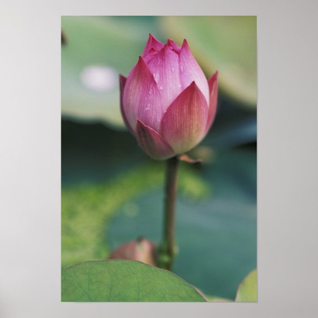 Affiches Bourgeon de fleur de lotus, Hangzhou, province de  (Devant)